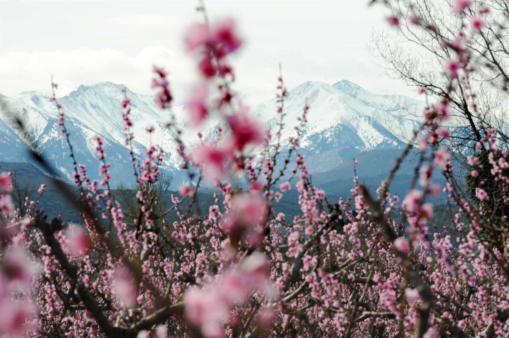 L'amandier_9