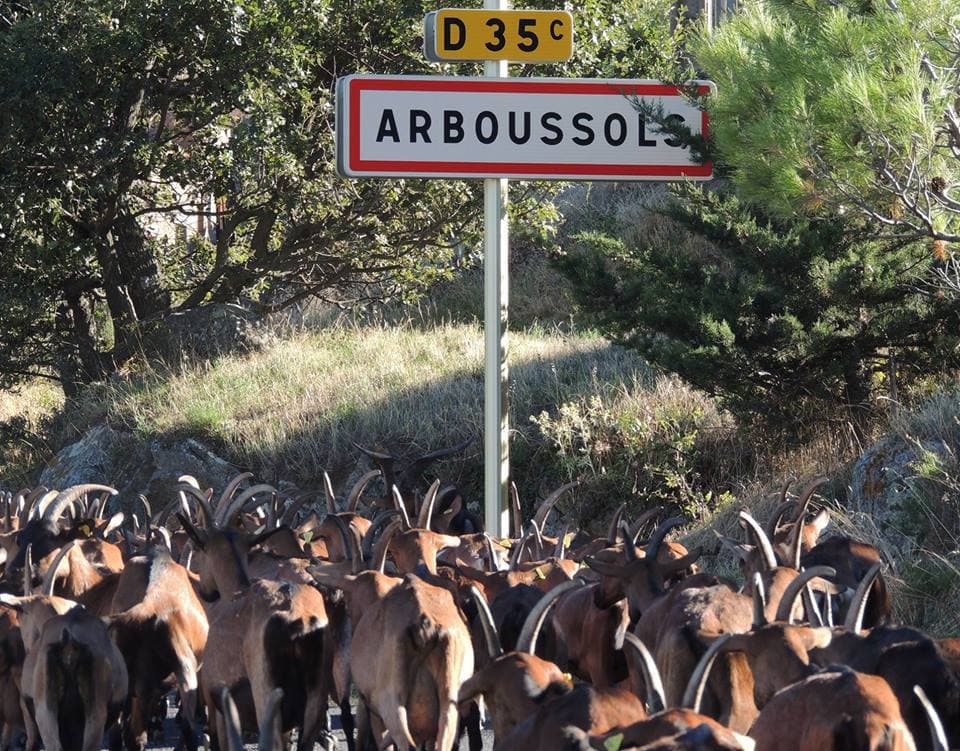Balade des chèvres à Arboussols