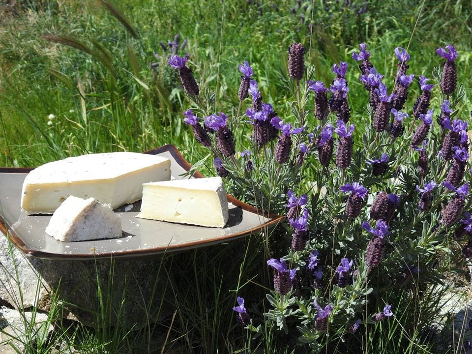 Fromage de chèvre et lavandes