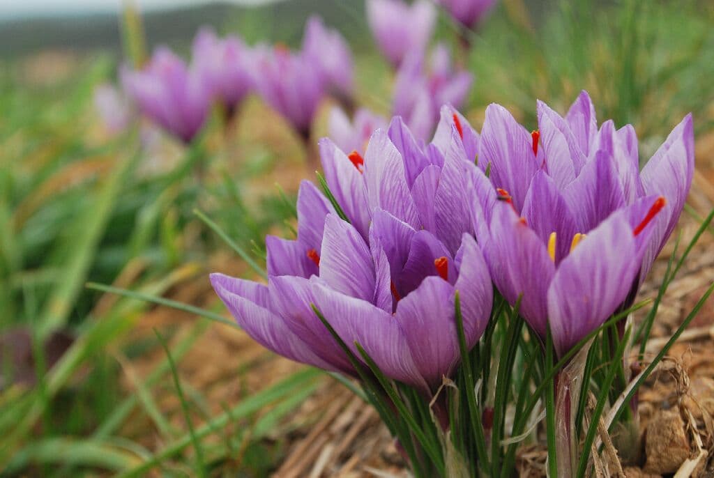 Aspres Oms Safran des Aspres fleur