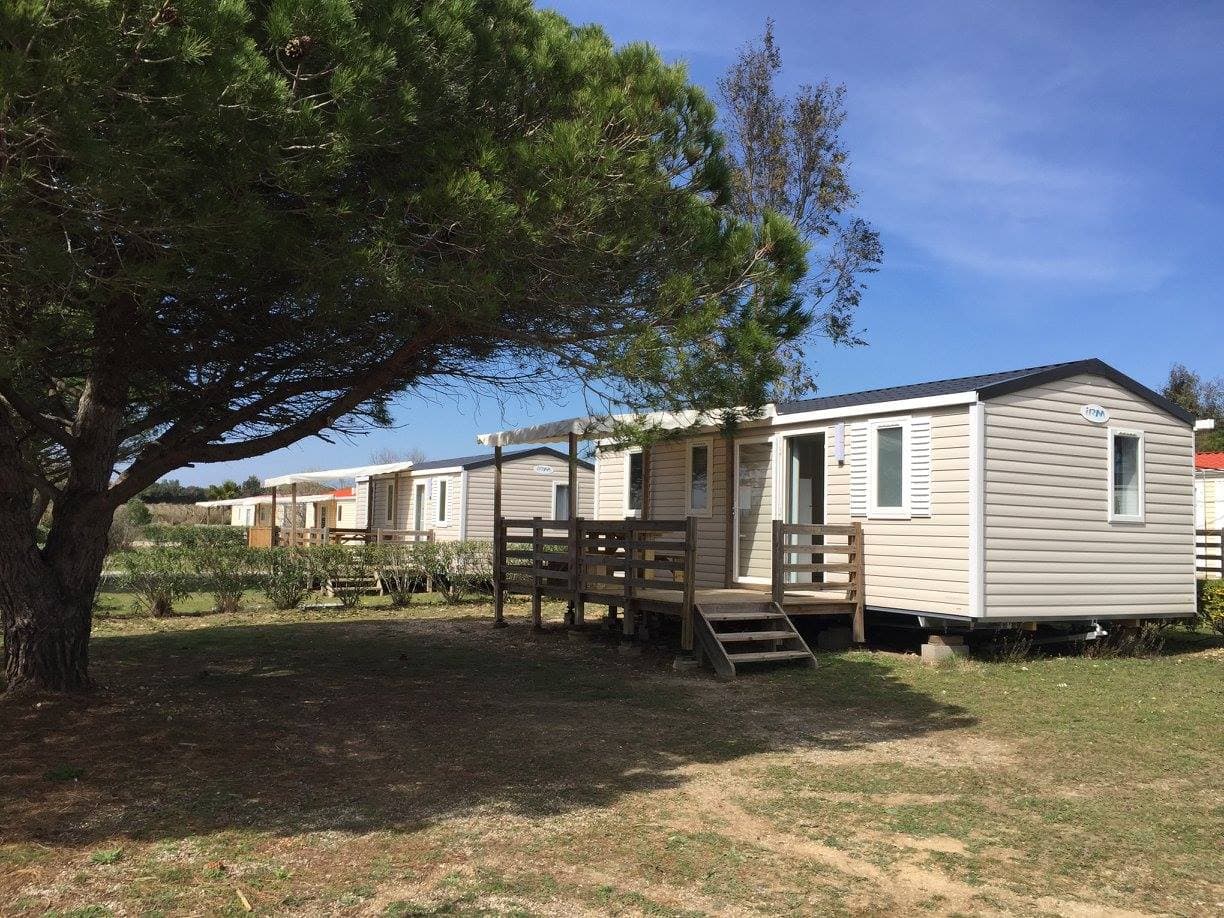 Camélia_LES_FONTAINES