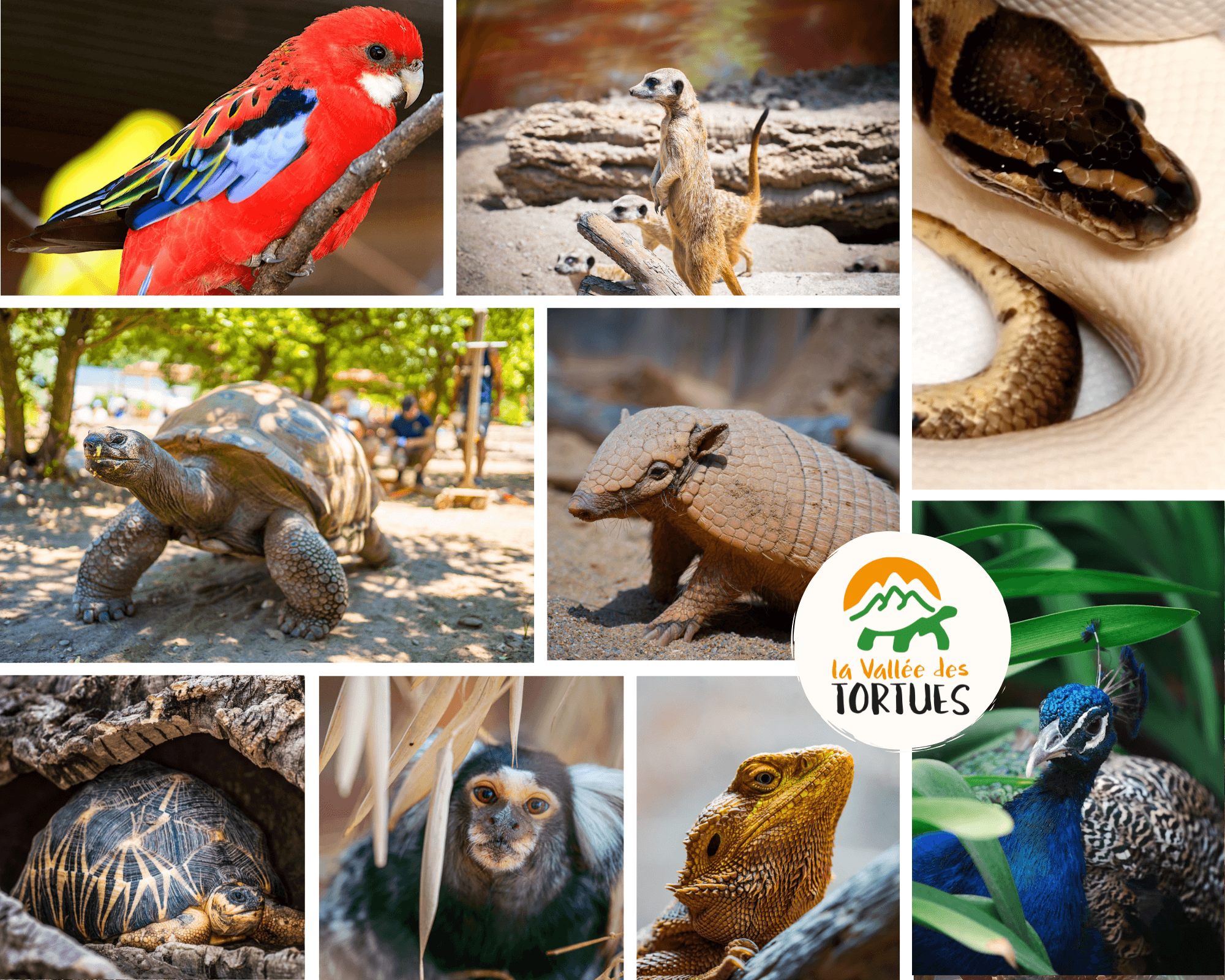 Animaux de la Vallée des tortues