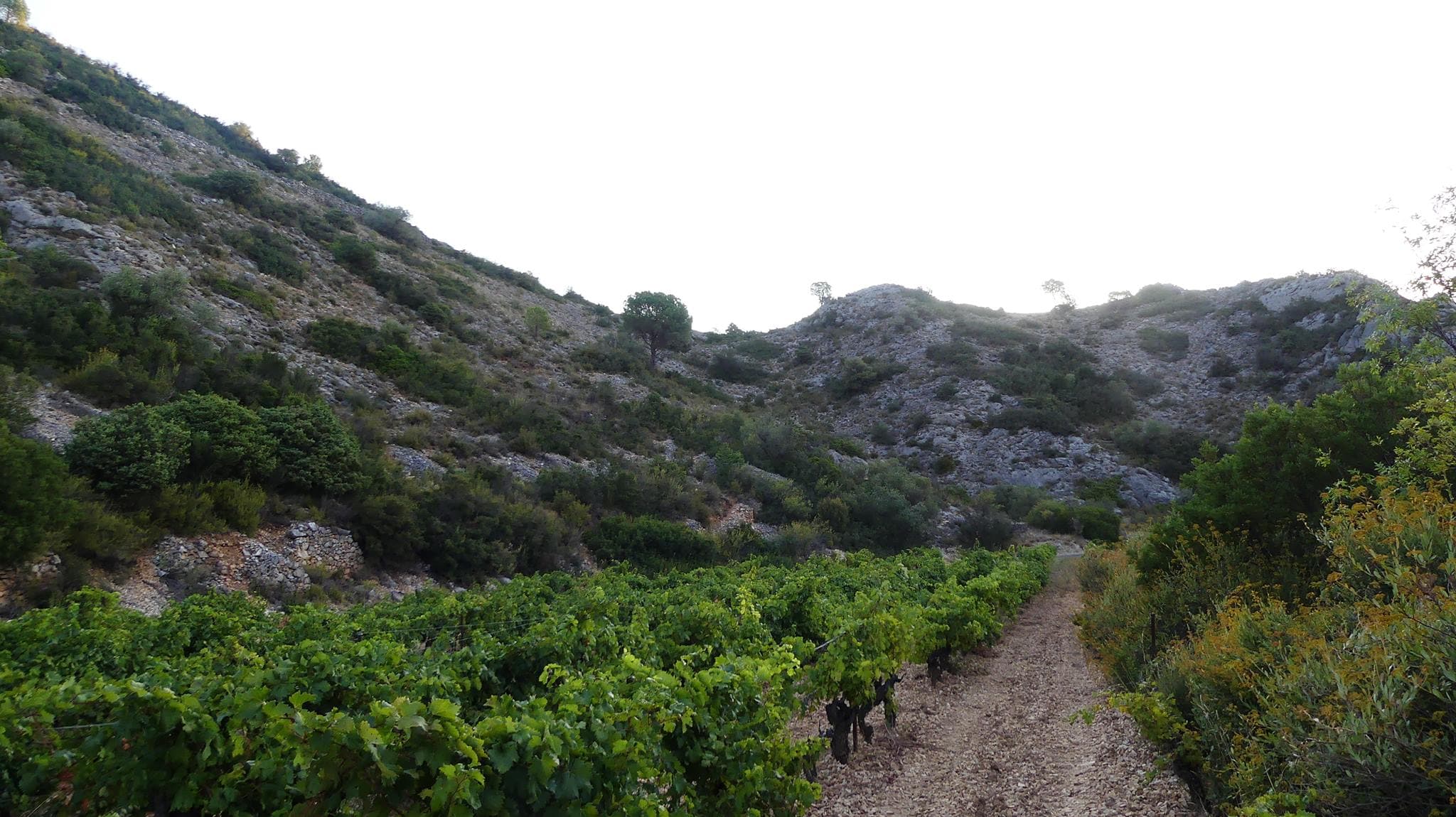 Domaine Pons Gralet 1