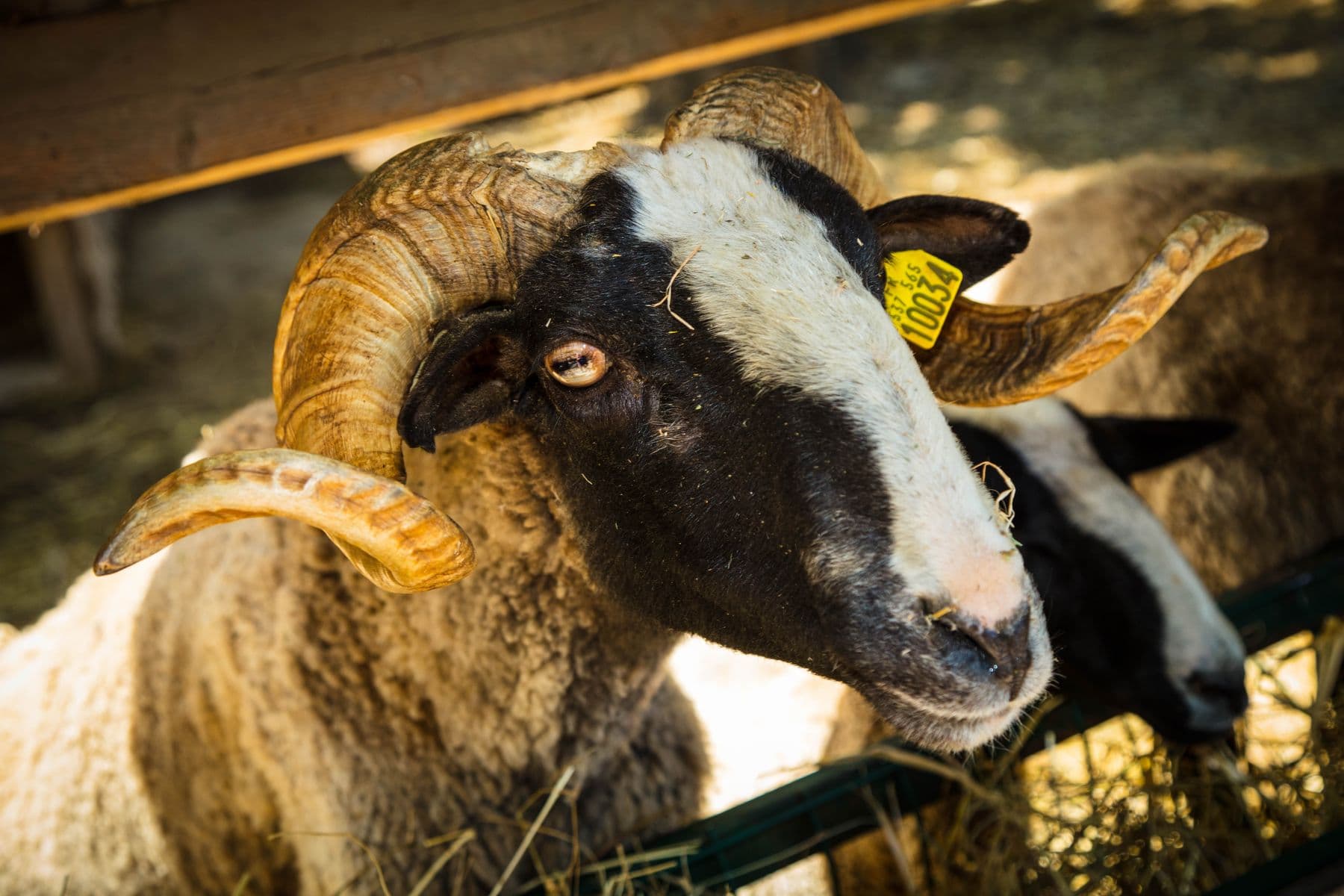 La-ferme-de-decouverte-de-Saint-Andre-Saint-Andre-20
