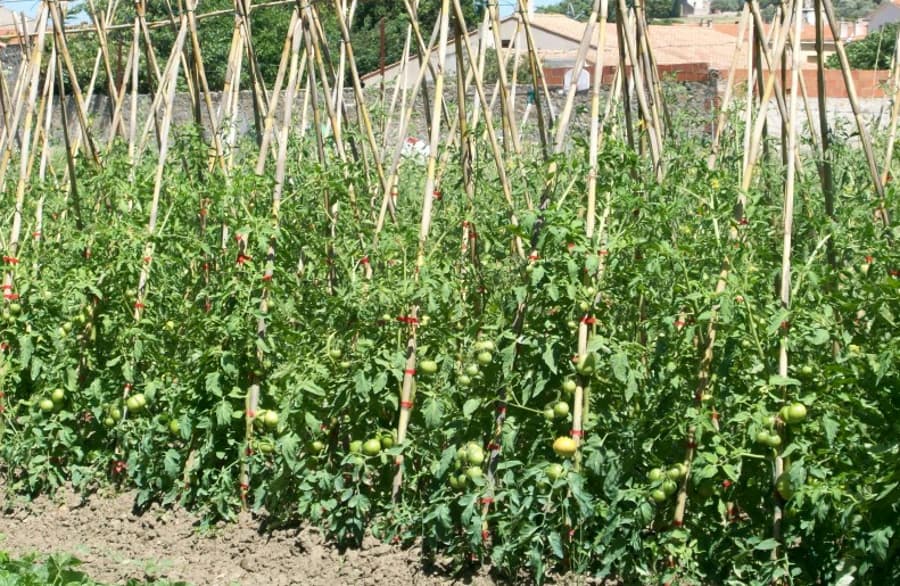 O Jardin 2