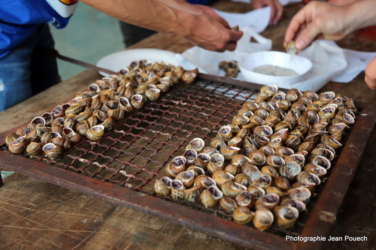 Team Cargols