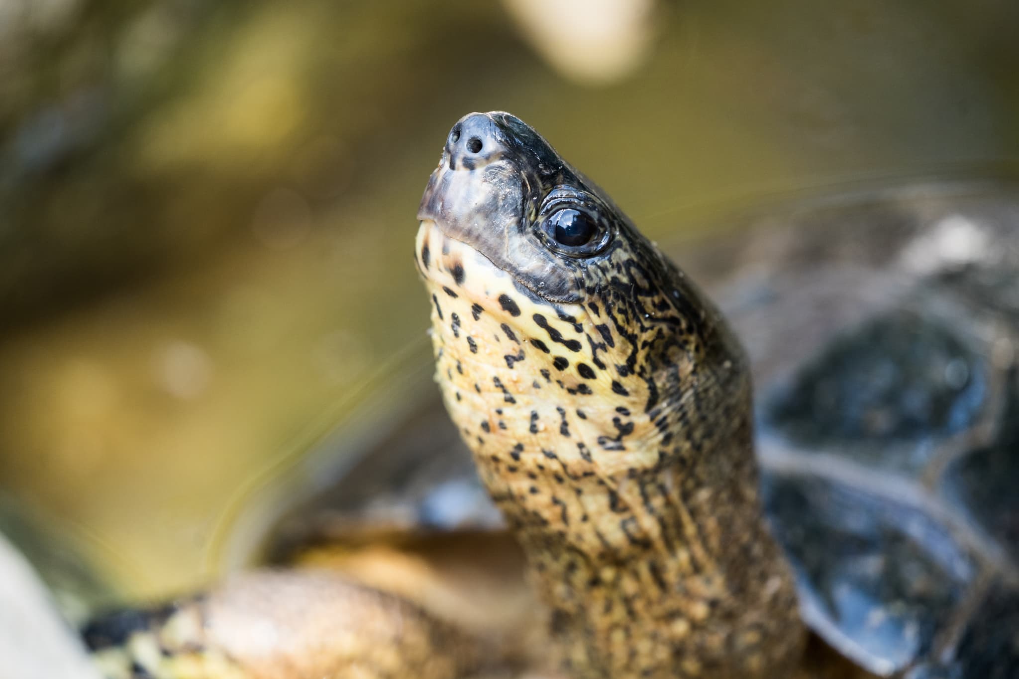 Tortue (7)