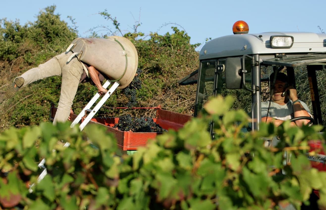 Vendanges