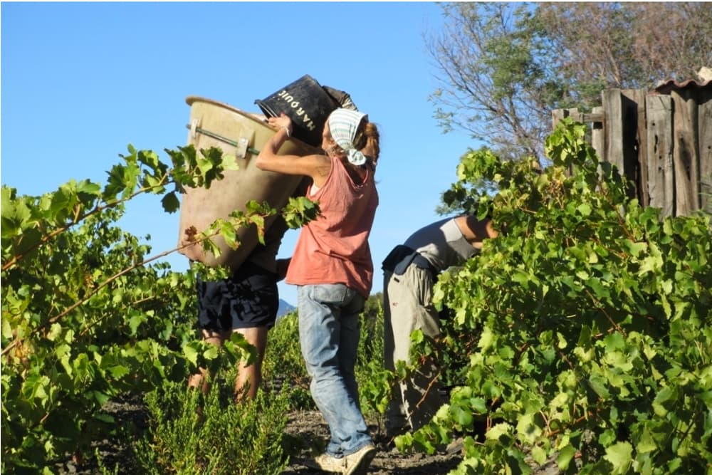 Vignerons de Maury 2