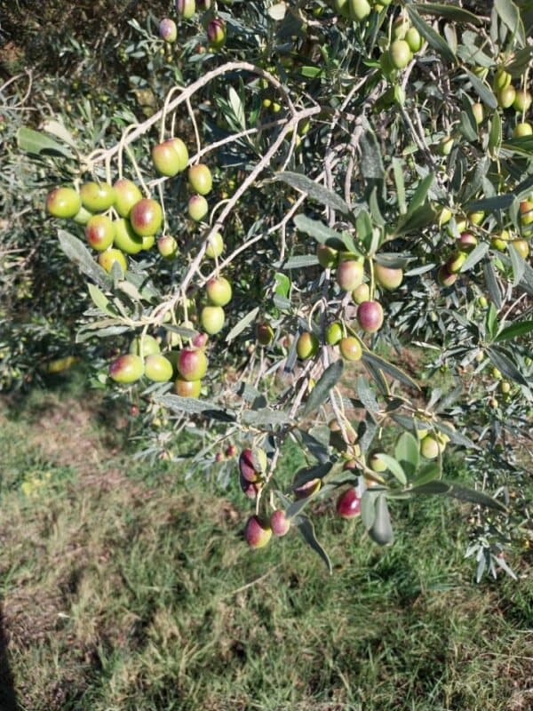branche d'olivier - LANSAC