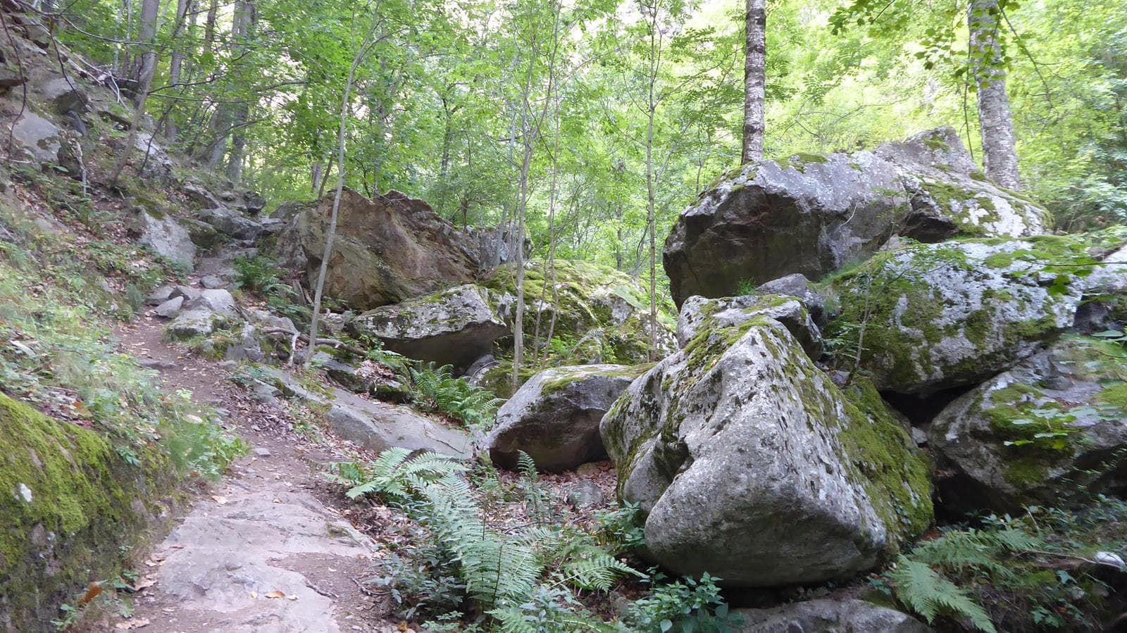 forêt casteil