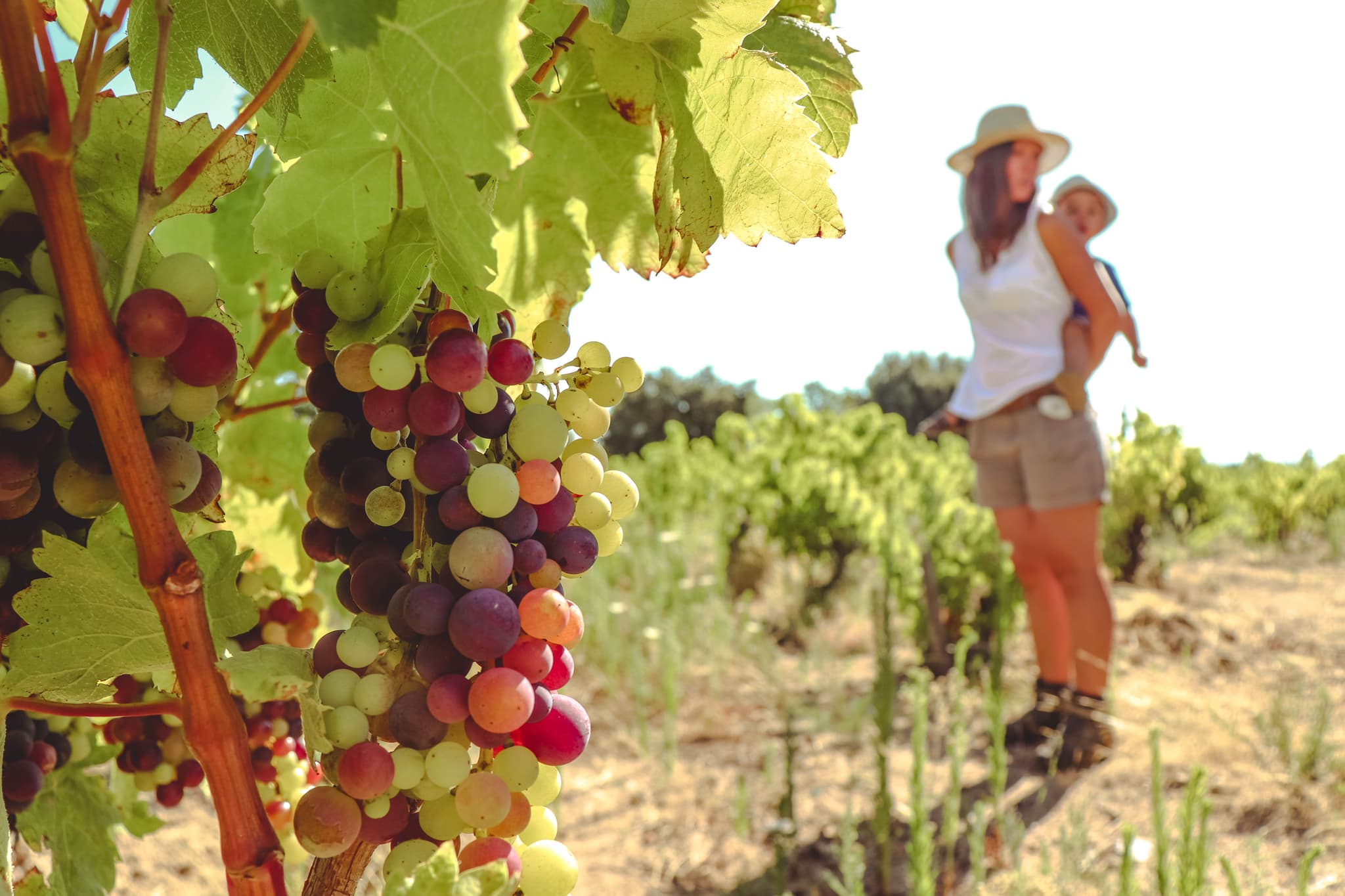 veraison at mas llossanes (1 of 1)