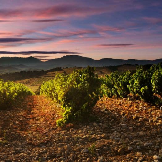 Vignes