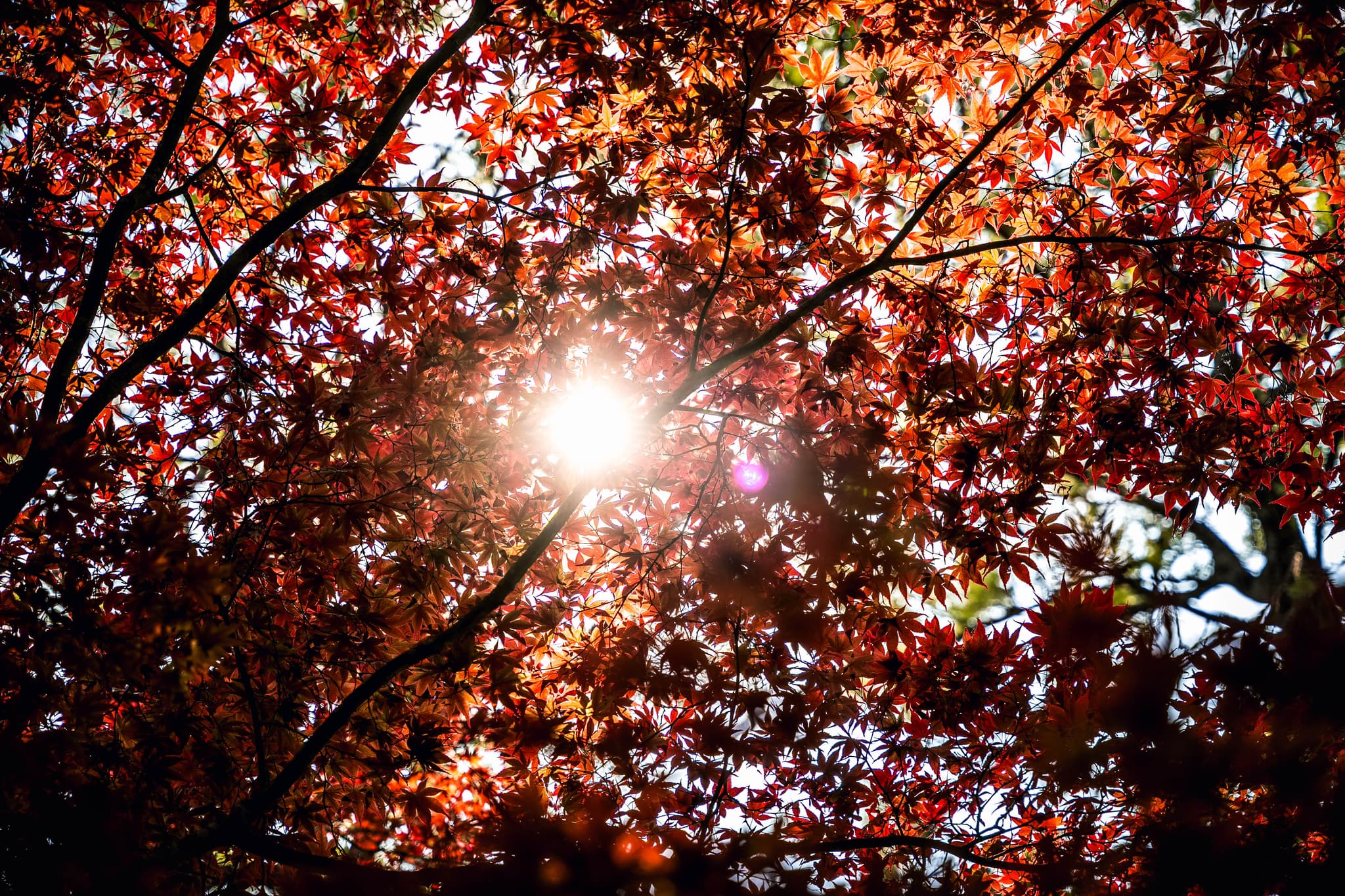Arboretum d'Ilex