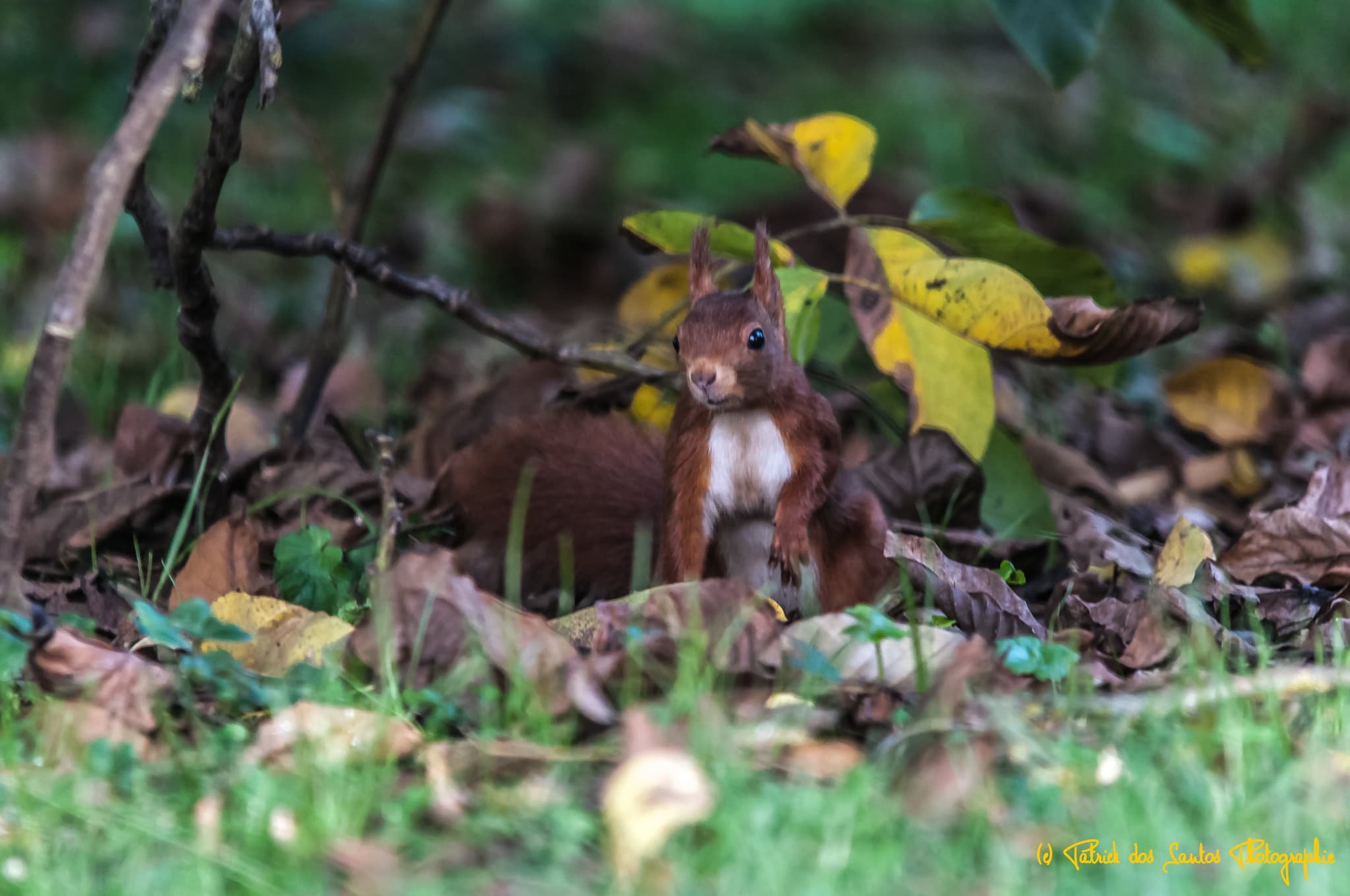 Refuge LPO sur nos 4 ha, venez observer la faune et la flore