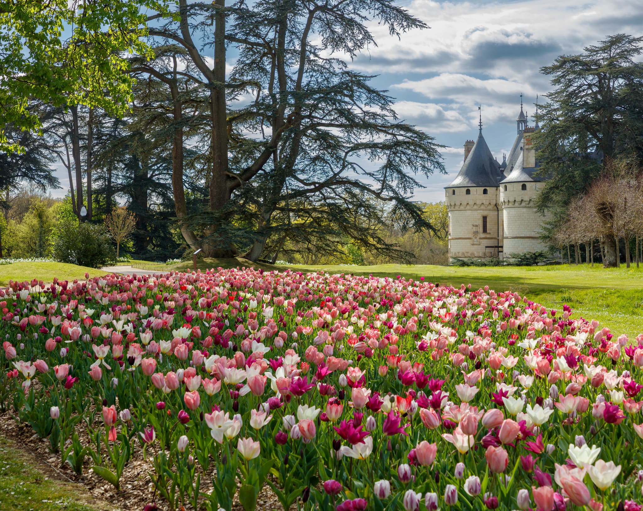 Rivière de tulipes