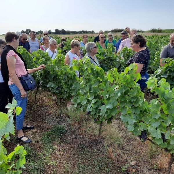 03. Le travail de la vigne