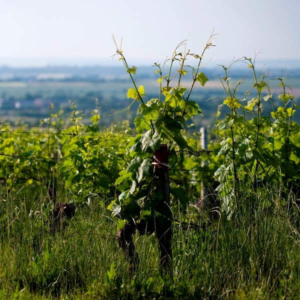 Domaine Philippe Gilbert