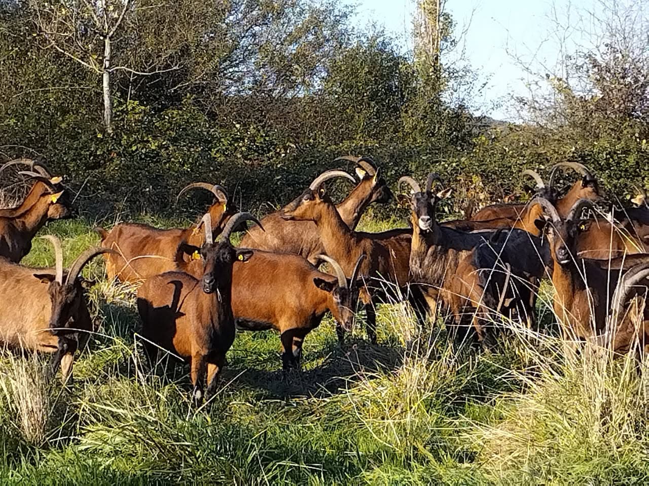 Chèvres