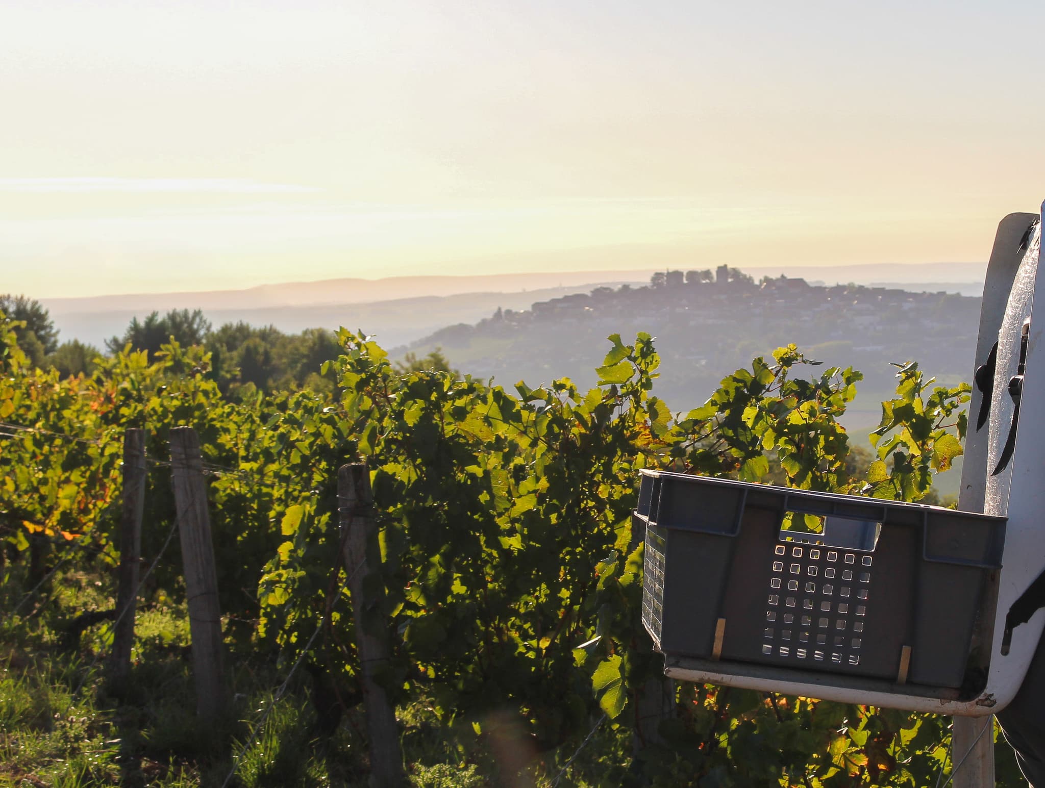12 Oenotourisme © Domaine Henri Bourgeois
