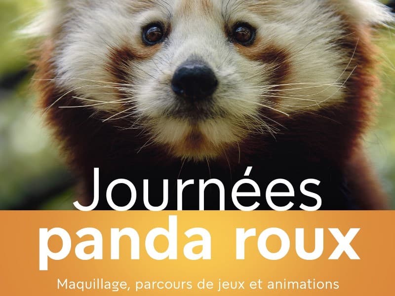 15et16-08 journees-panda-roux-reserve-zoologique-haute-touche
