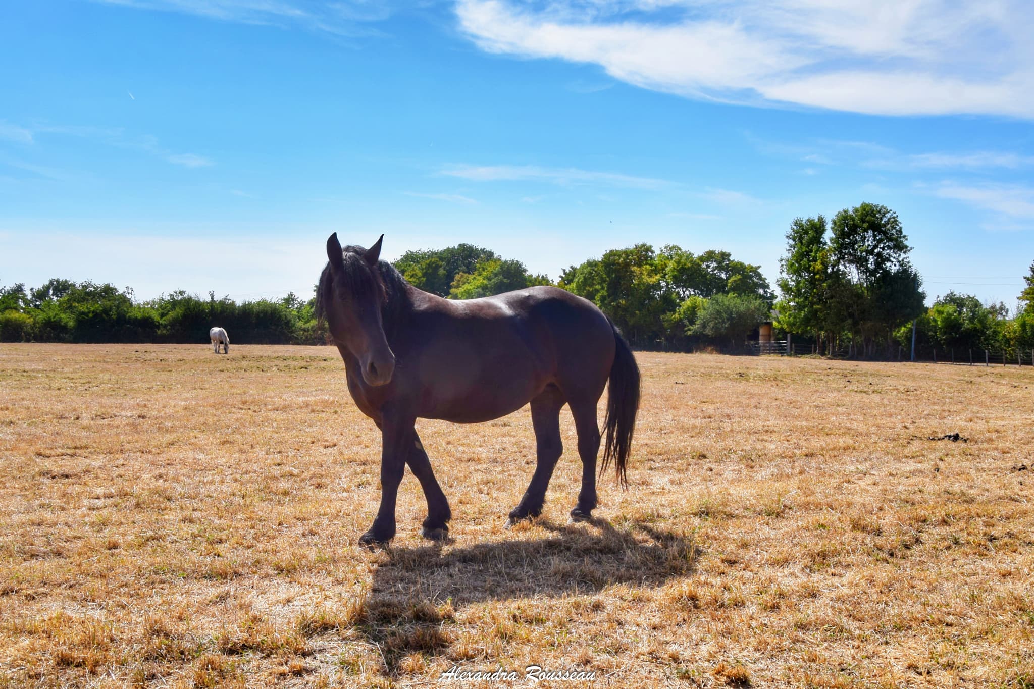 Des chevaux percherons...