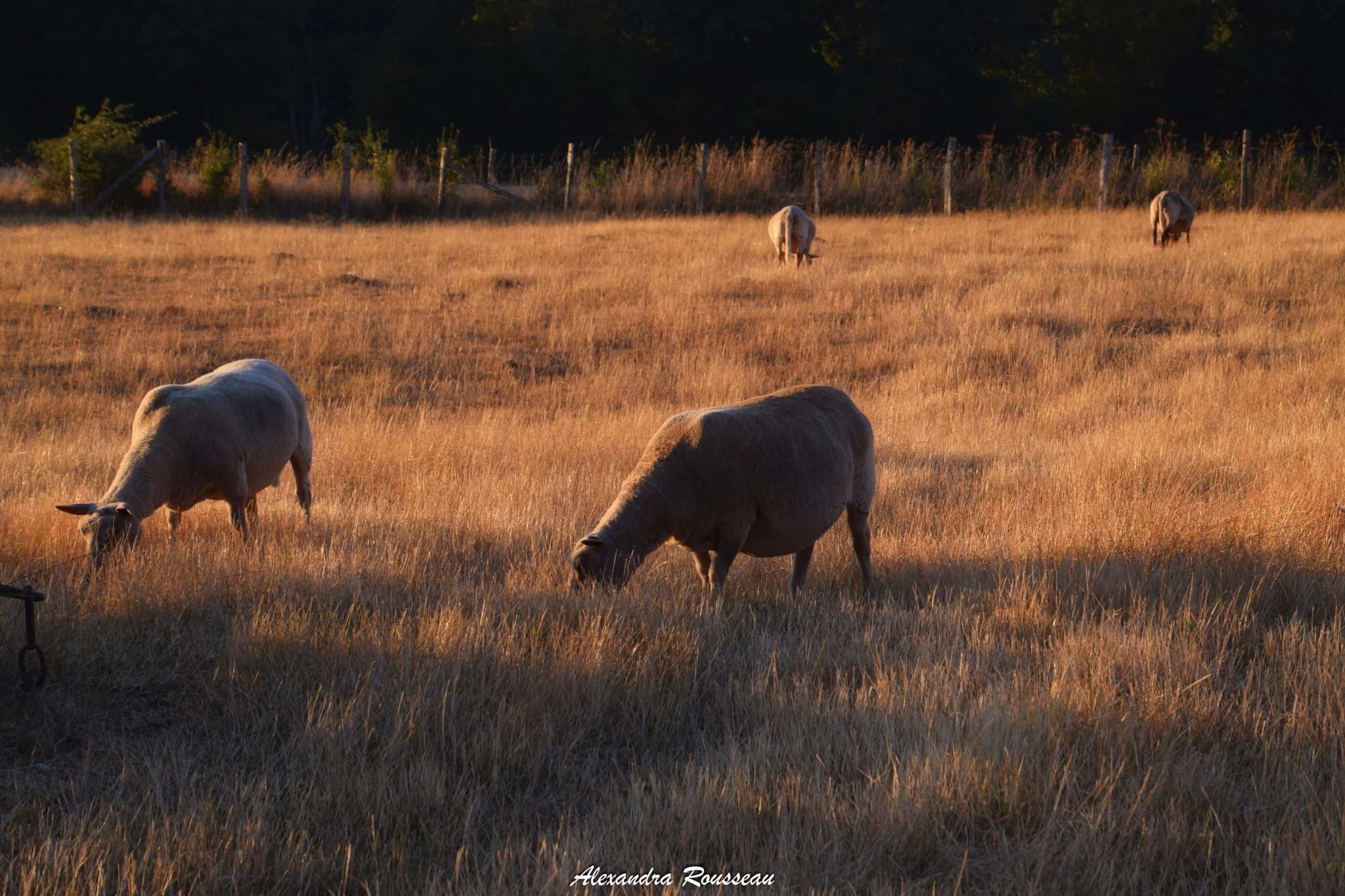 2022.08.13 - Roulottes ©A.Rousseau (4)