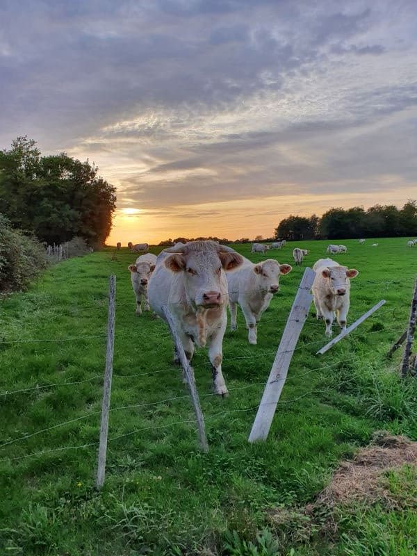 Vaches