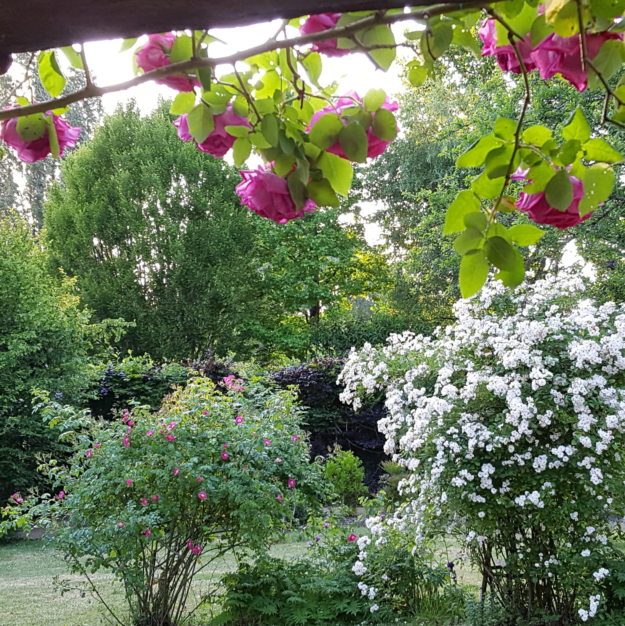 Rosier du gite au jardin de grand-pere