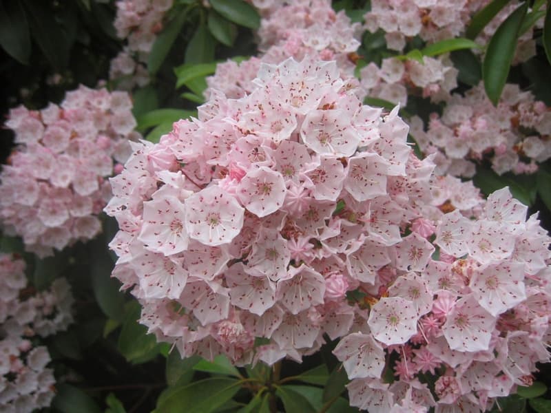 Kalmia latifolia