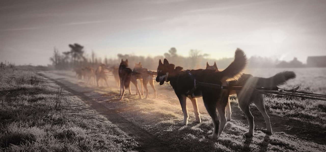 Attelage Cani kart