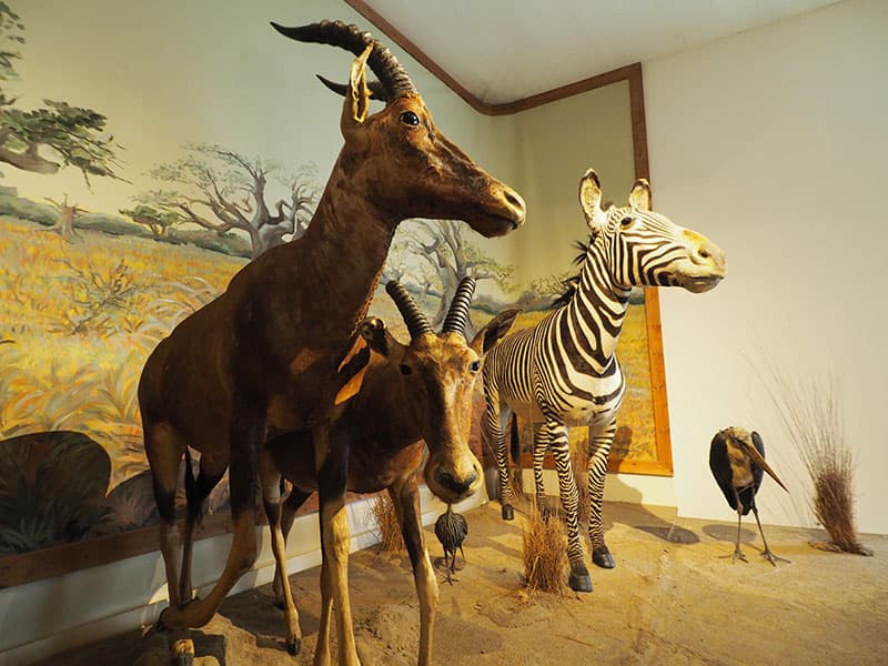 BOURGES-MUSUEUM-HISTOIRE-NATURELLE-V-LAEBENS-2016-(15)