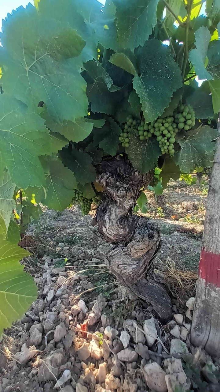 Bientot les vendanges