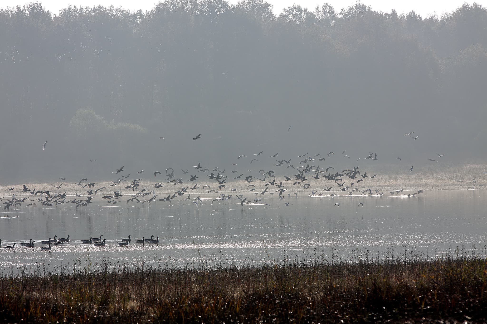 CHAMPOULET canard brume