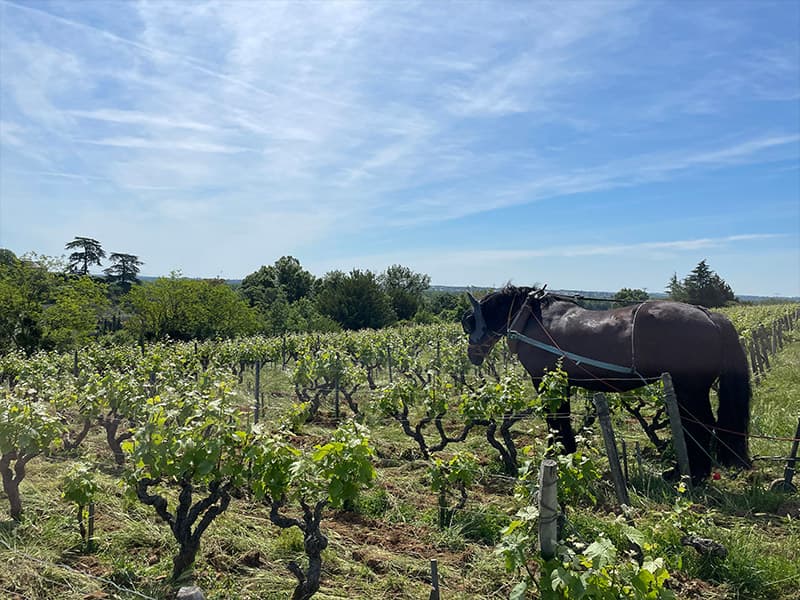Chateau Gaudrelle - Rochecorbon, AOC vouvray