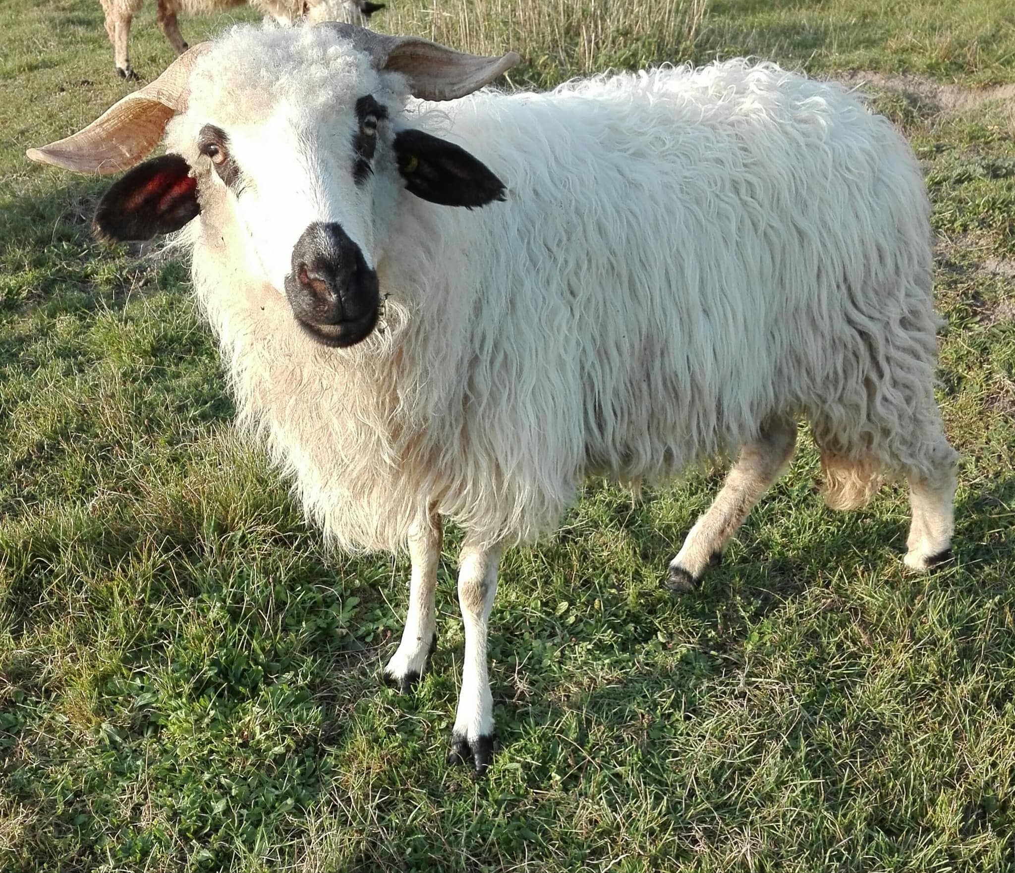Chevrerie-Merisier---Gien-animaux-de-la-ferme