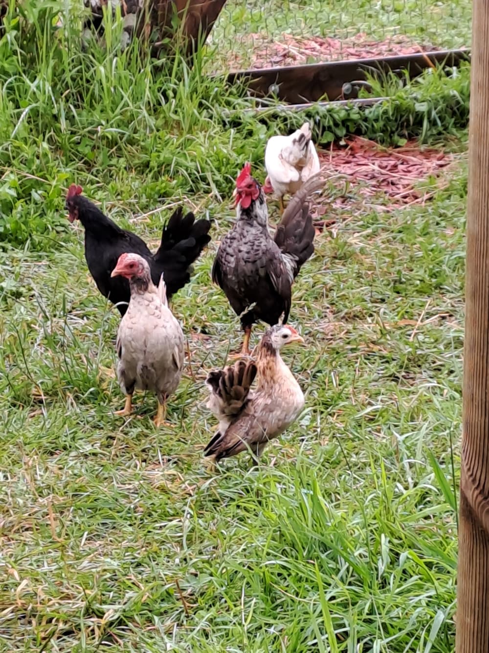 Dans le jardin