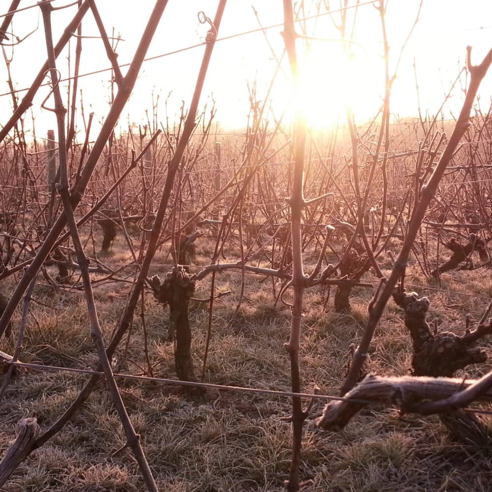 Domaine Tatin 1