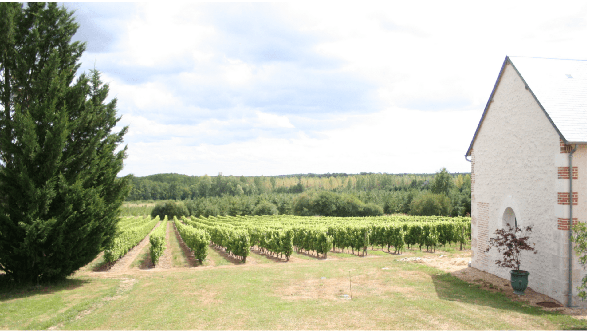 Domaine de la Désoucherie - Cour-Cheverny
