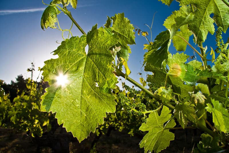 Domaine-des-Pierrettes-Rilly-sur-Loire-4