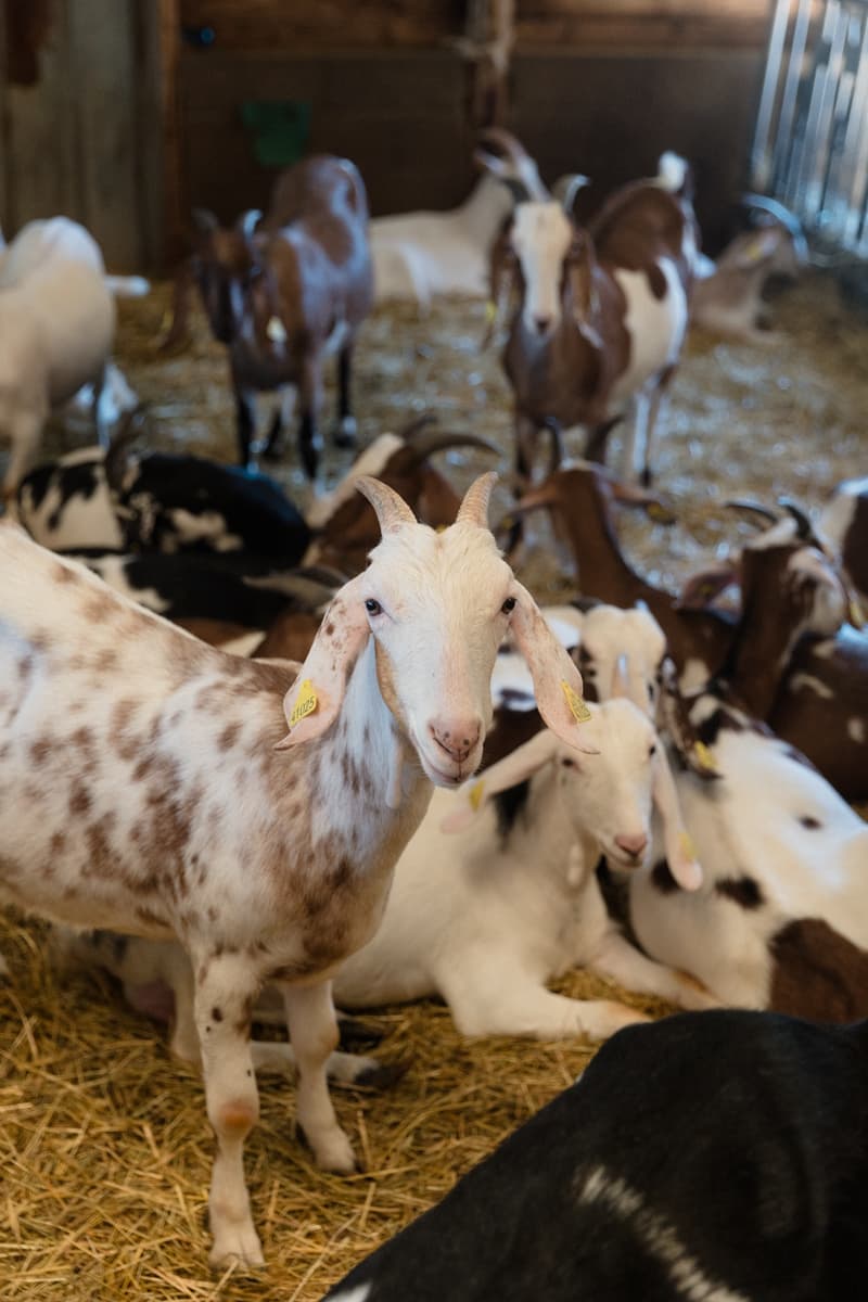 Ferme de Clossy
