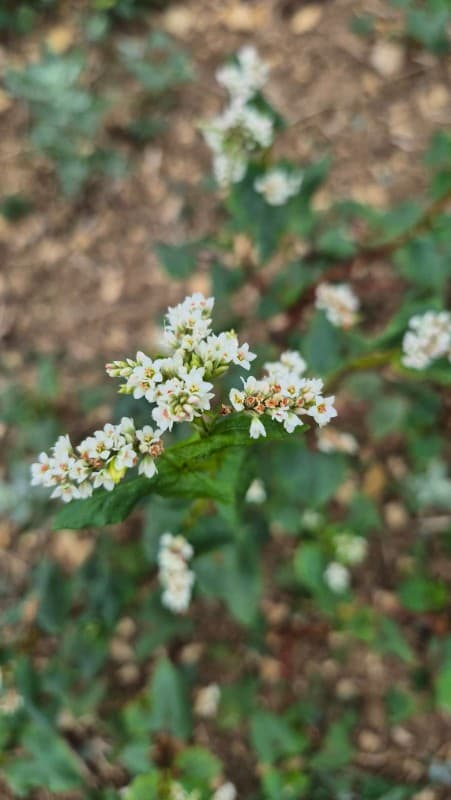 Fleur de sarrasin, cultivé en bio à La Ferme des Cinq Terres