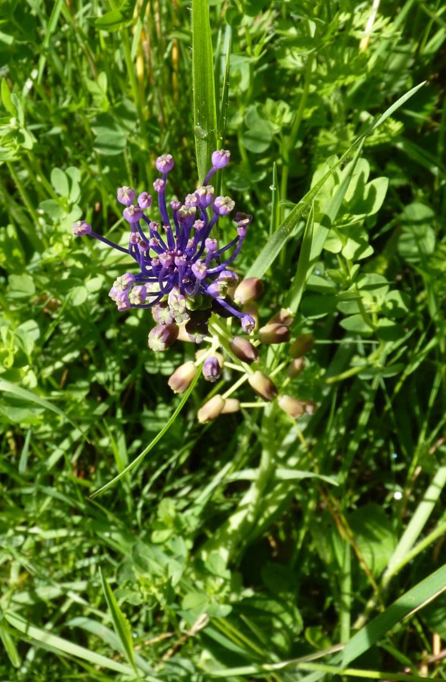 Flore île à Gaston 1