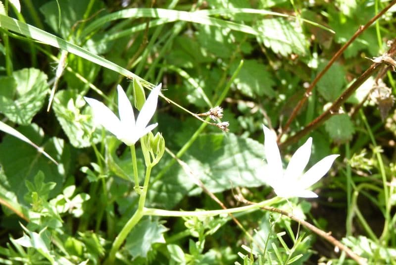 Flore île à Gaston