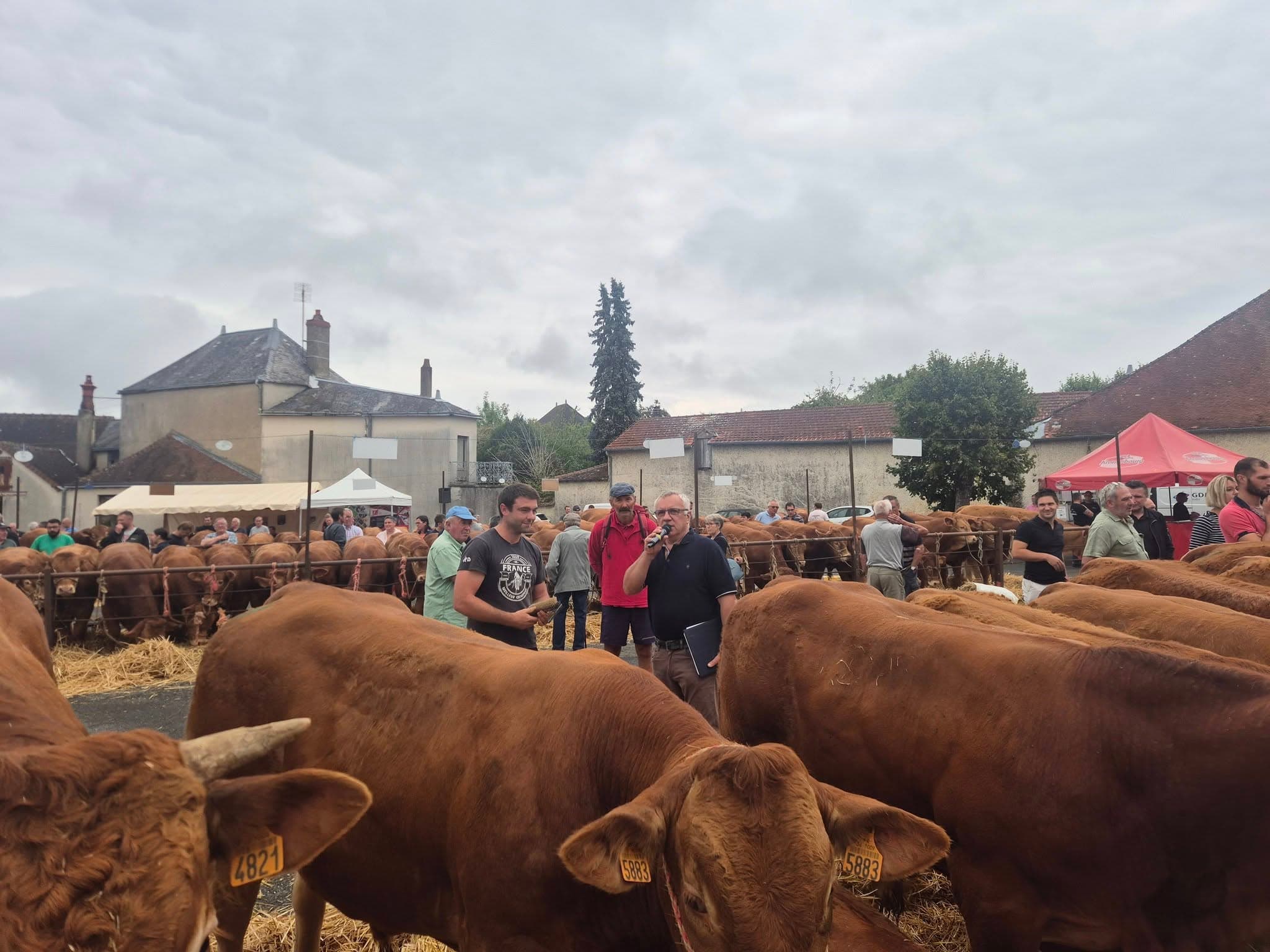 Foire bovine 2