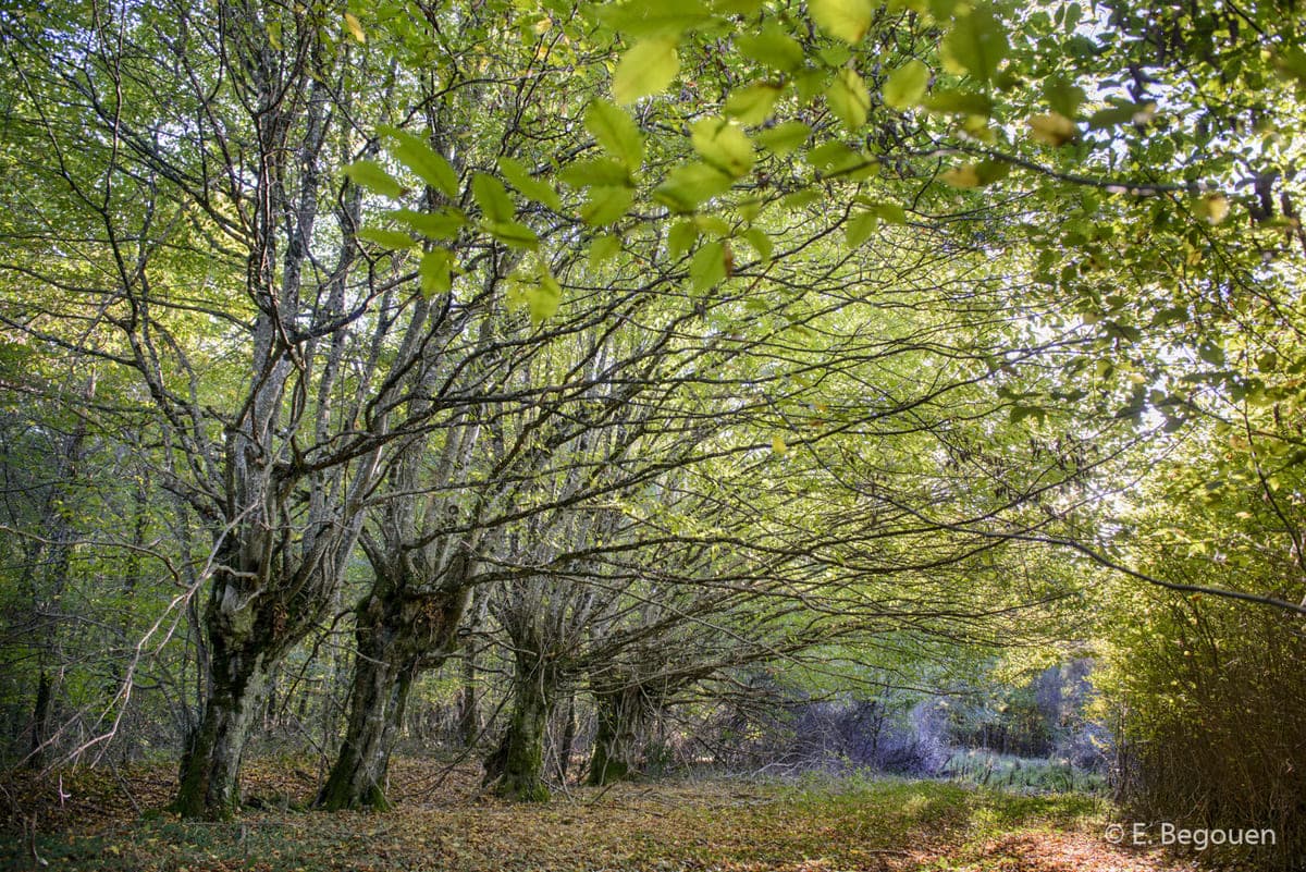 Foret des Abbayes ©EBegouen