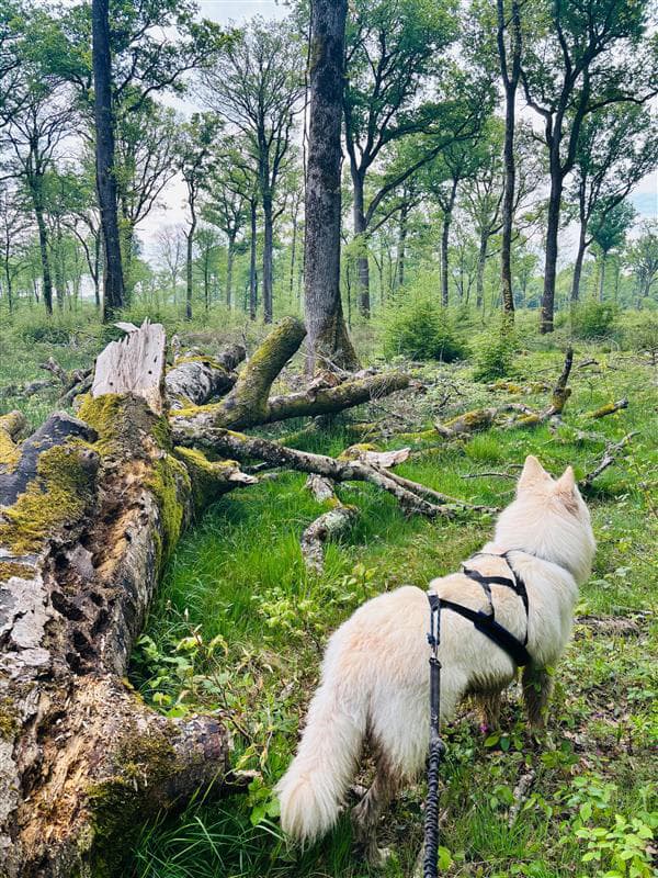 Forêt domaniale de Châteauroux
