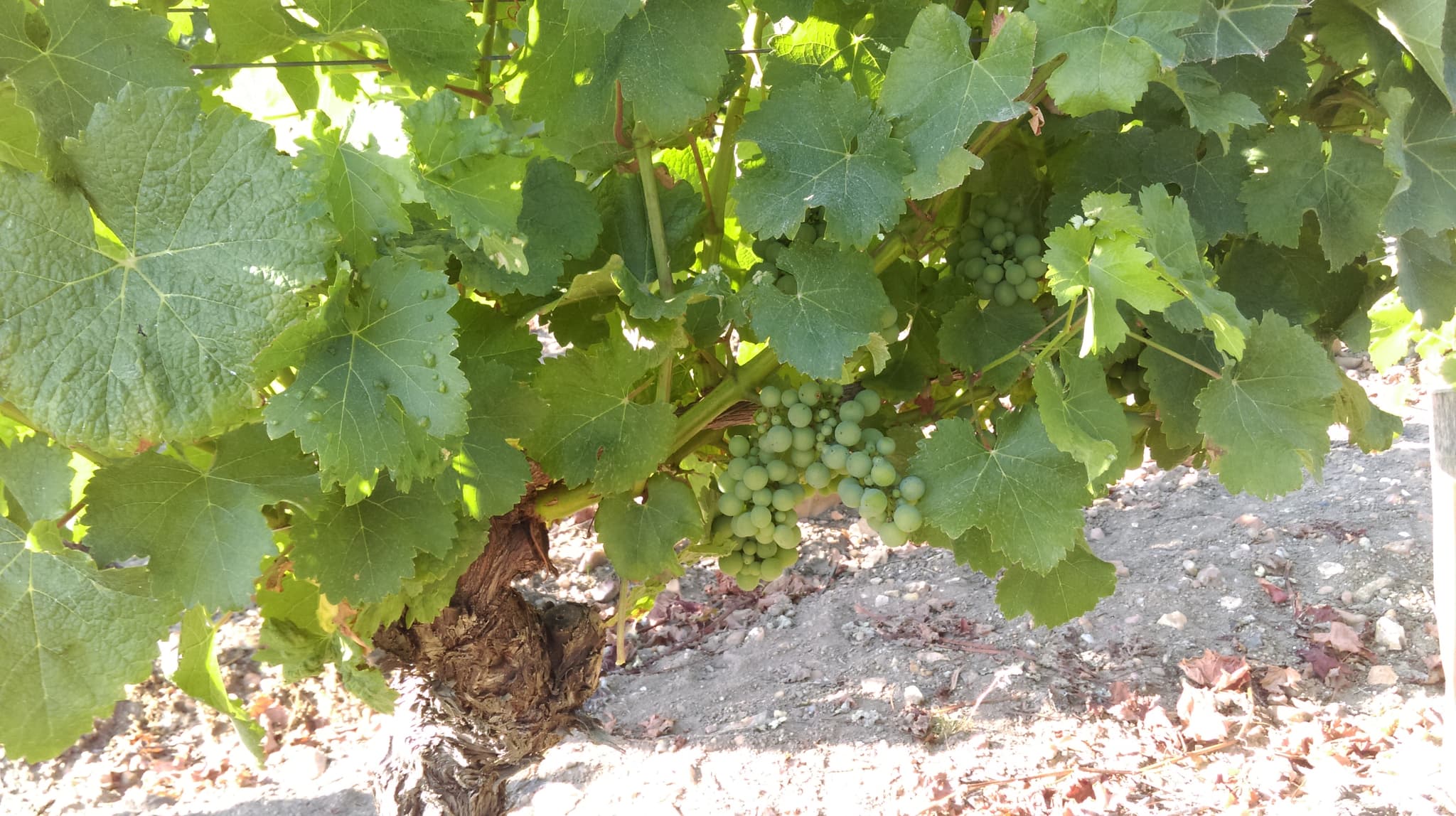 Beaulieu sur Loire - Domaine Guérot - vigne