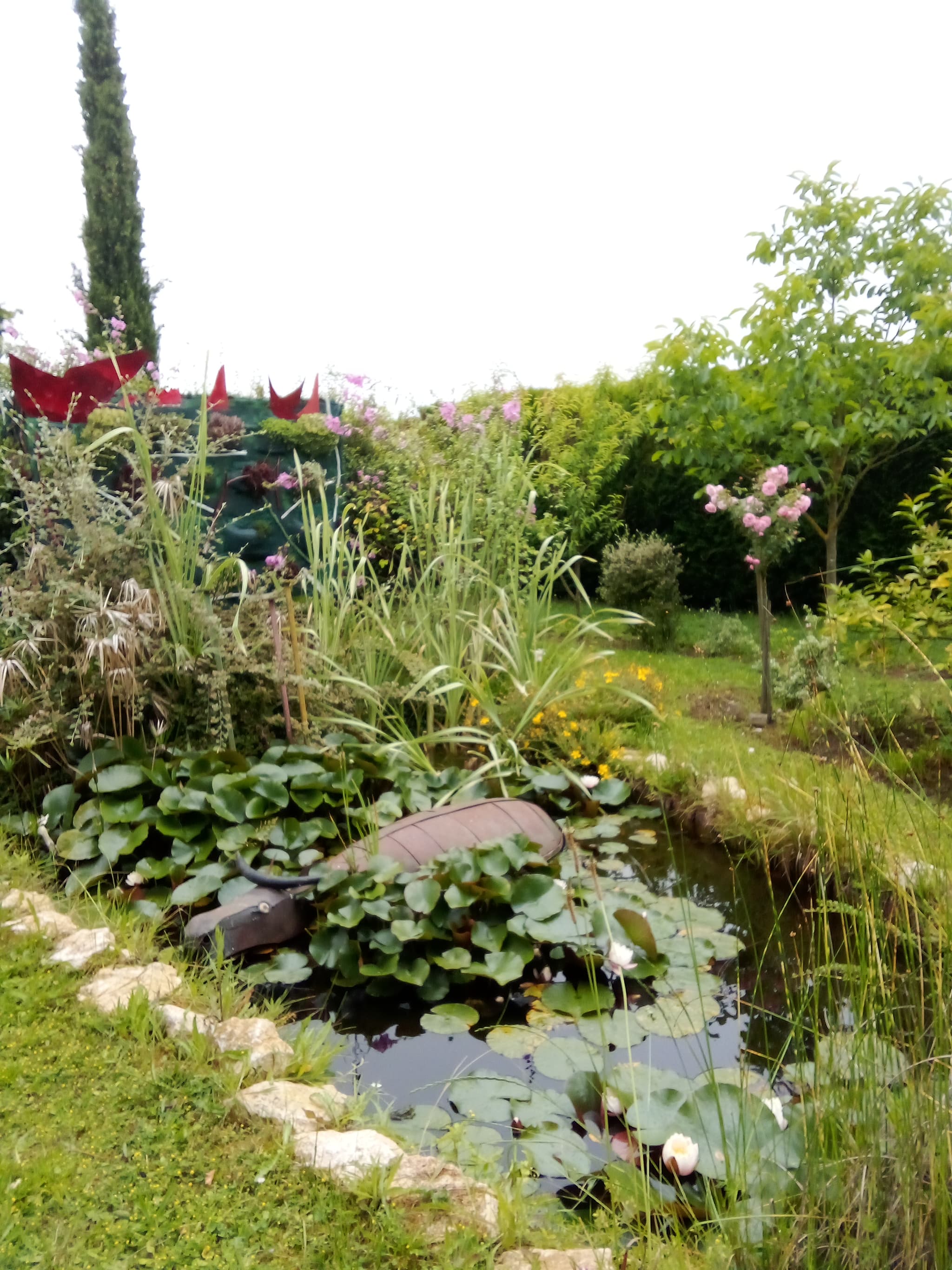 le buffleIMG_20240620_114737