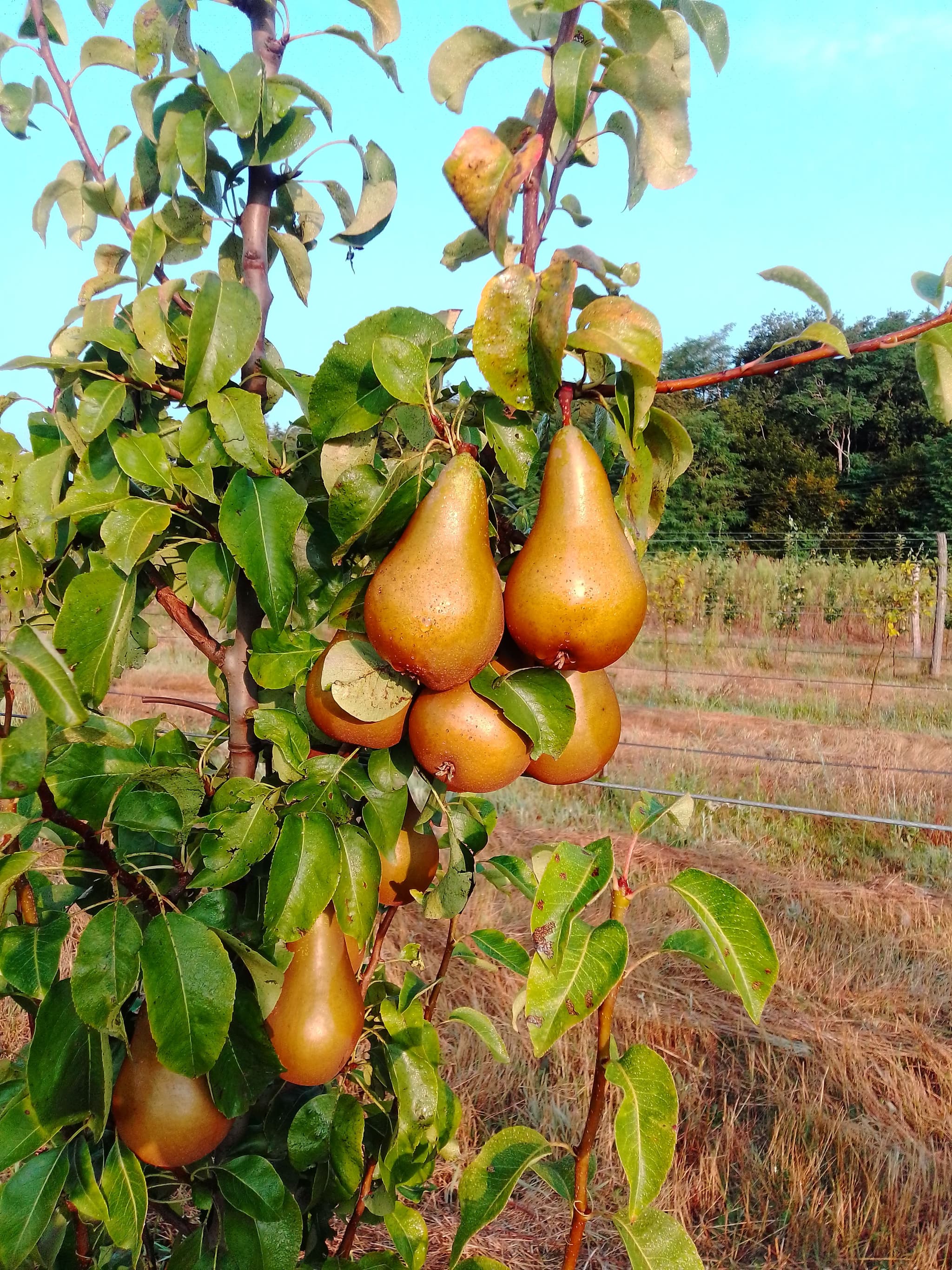Les Vergers de Grignon